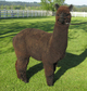 alpaca for sale