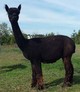 alpaca for sale