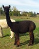 alpaca for sale