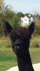 alpaca for sale