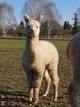 alpaca for sale