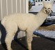 alpaca for sale