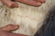 alpaca for sale