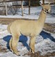 alpaca for sale