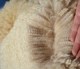 alpaca for sale