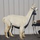 alpaca for sale