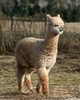 alpaca for sale