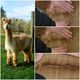 alpaca for sale