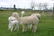 alpaca for sale