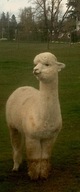 alpaca for sale
