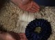 alpaca for sale