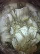 alpaca for sale