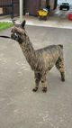 alpaca for sale