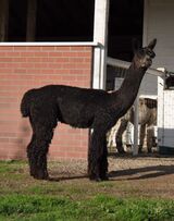 alpaca for sale