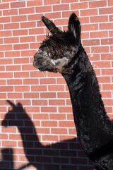 alpaca for sale