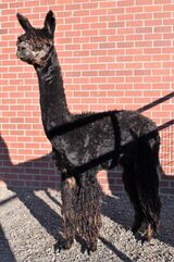 alpaca for sale