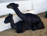 alpaca for sale