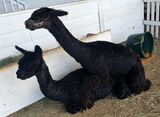 alpaca for sale