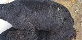 alpaca for sale