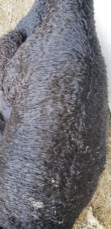 alpaca for sale