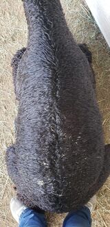 alpaca for sale