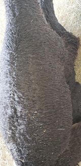 alpaca for sale