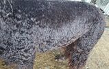 alpaca for sale
