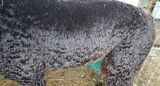 alpaca for sale