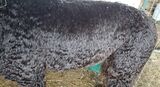 alpaca for sale