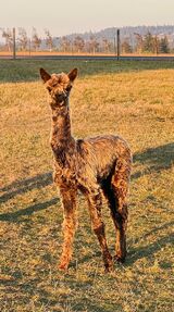 alpaca for sale