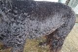 alpaca for sale