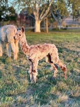alpaca for sale