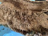 alpaca for sale