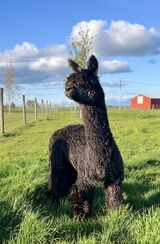 alpaca for sale