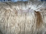 alpaca for sale