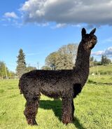 alpaca for sale