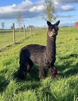 alpaca for sale