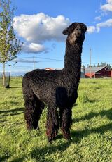 alpaca for sale