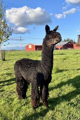 alpaca for sale