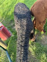 alpaca for sale