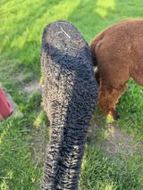 alpaca for sale