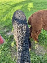 alpaca for sale