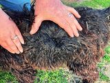 alpaca for sale