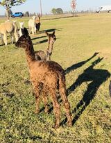 alpaca for sale