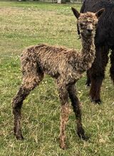 alpaca for sale