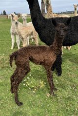 alpaca for sale