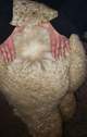 alpaca for sale