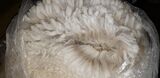 alpaca for sale