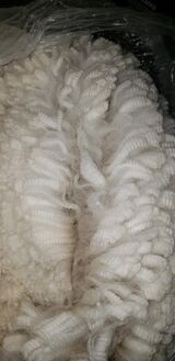 alpaca for sale