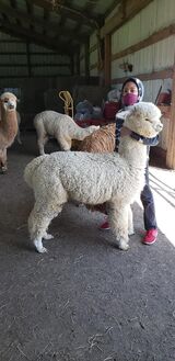 alpaca for sale